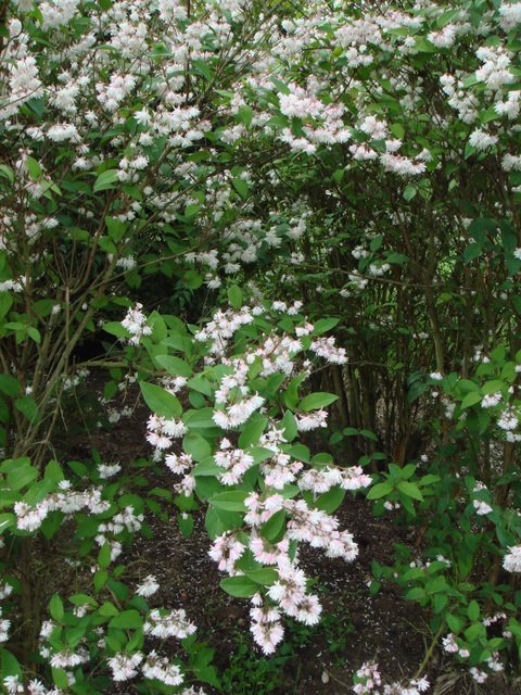 Deutzia scabra (2)